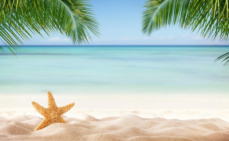 海と砂浜のイメージ、椰子の木もあり