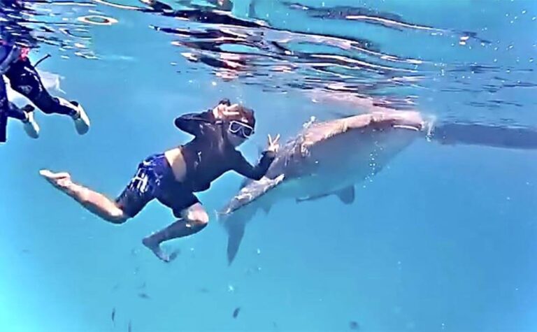 オスロブ島でジンベイザメと一緒にシュノーケル体験をしている様子