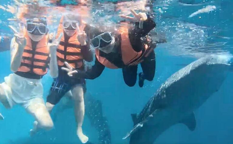 講師と行くリゾートアクティビティ ジンベイザメと泳ぐシュノーケリング体験